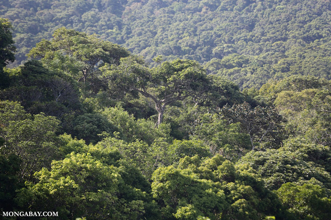 Indochina Mixed Forests & Peatlands (IM12)